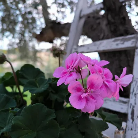 Casa Dei Mori Oasi Di Pace *